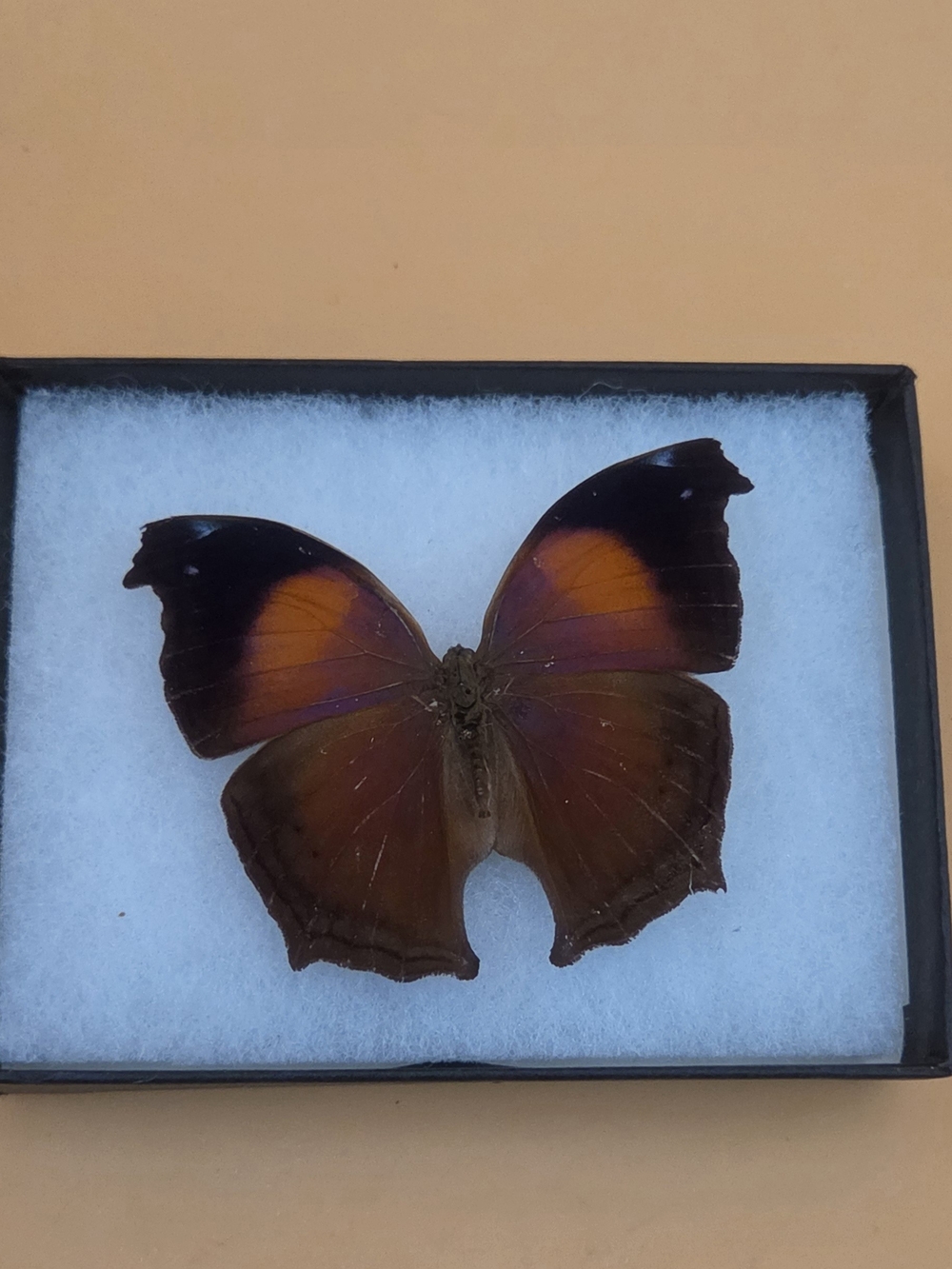 Real Taxidermy Butterfly Specimen w/ Shadow Box Glass Cover Home Decor